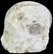 Displayable Cut and Polished Lower Jurassic Ammonite - England #62568-1